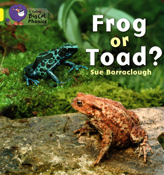 frog or toad